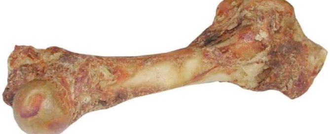 Friandise chien femur de boeuf
