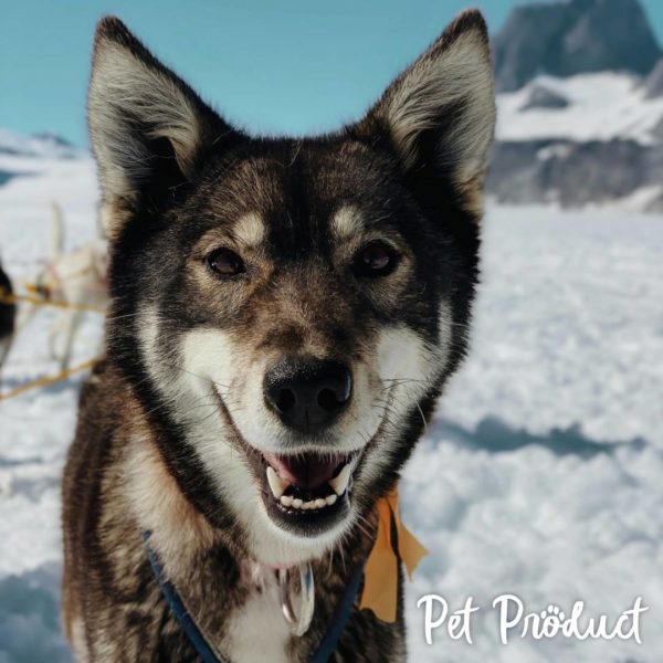 chien de traineau noir et blanc avec un arnet sur la neige