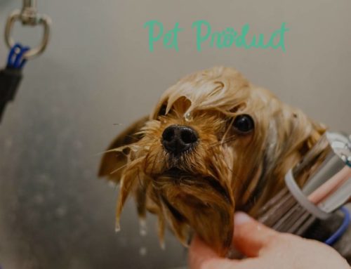 Hygiène des oreilles et des yeux de votre chien : le guide ultime