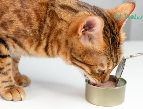 Le thon en boîte est-il sans danger pour les chats ?