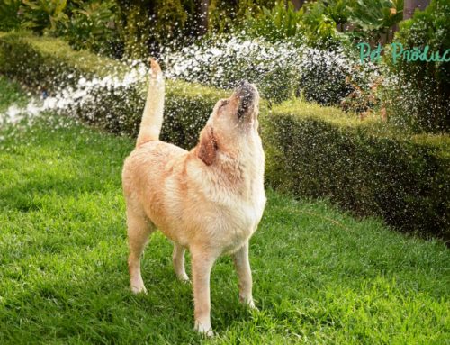 Comment protéger votre animal de compagnie en été ?