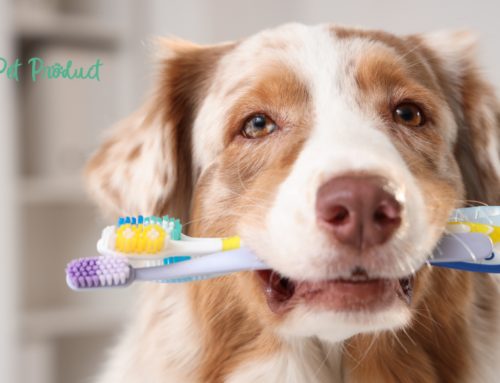 Les soins dentaires essentiels pour la santé de votre animal