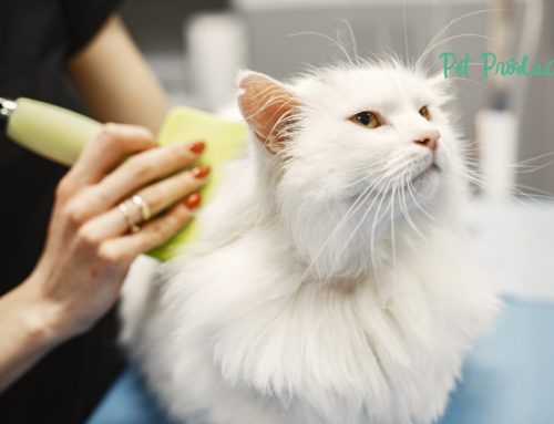 Comment choisir la meilleure carde de toilettage pour vos animaux